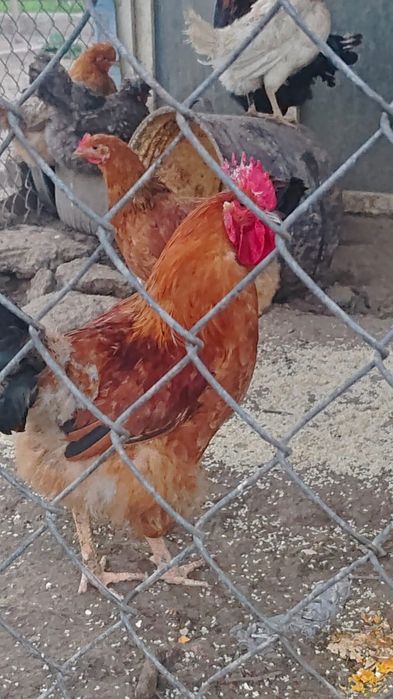 Продам инкубационные яйца домашних кур