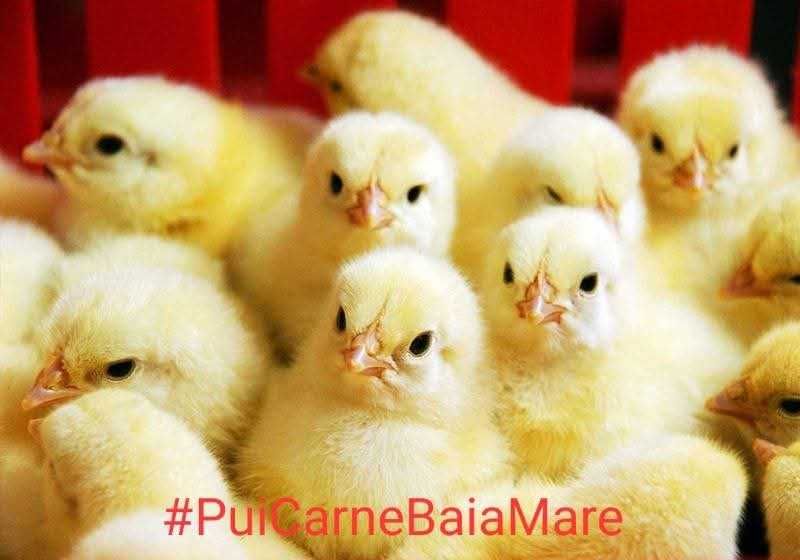 Pui de carne , pui de rasa mixta , puicute ouatoare si boboci de rata