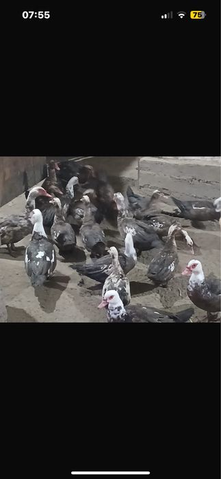 Продам индоутки.