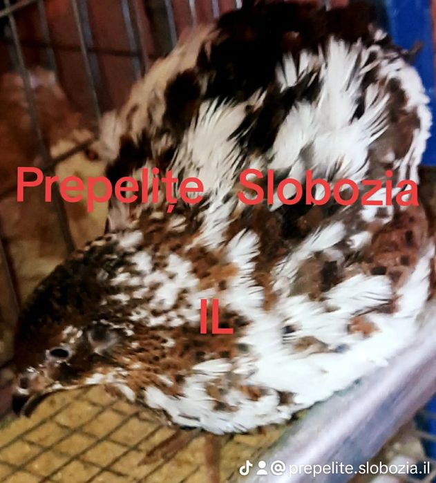 OUĂ TOP de Prepeliță PT INCUBAT  din 7 specii, LIVRARE TOATĂ ȚARA