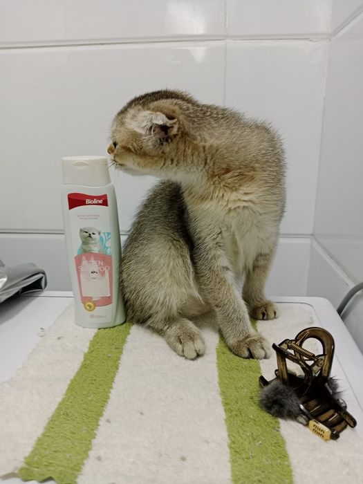 Выросла шикарная девочка 8 Мес