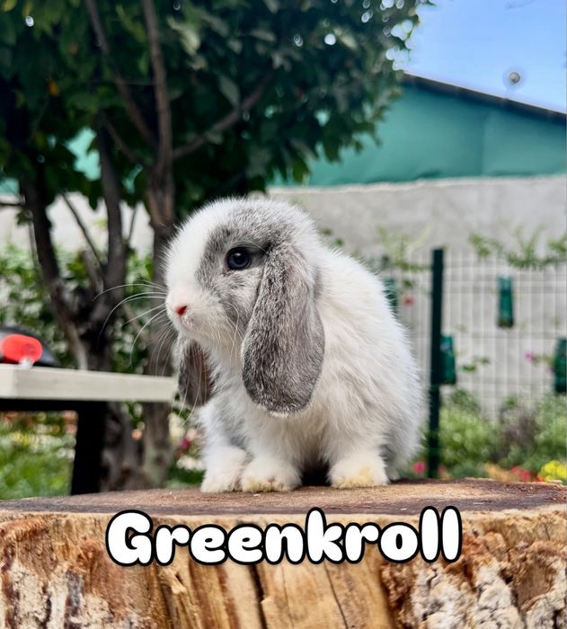 QUYON KARLIK . Кролик Карликовый