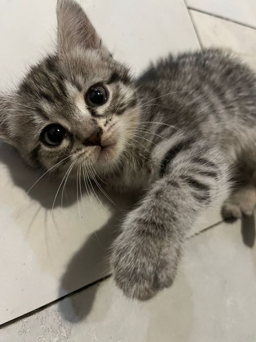 Отдадим  кошечку.