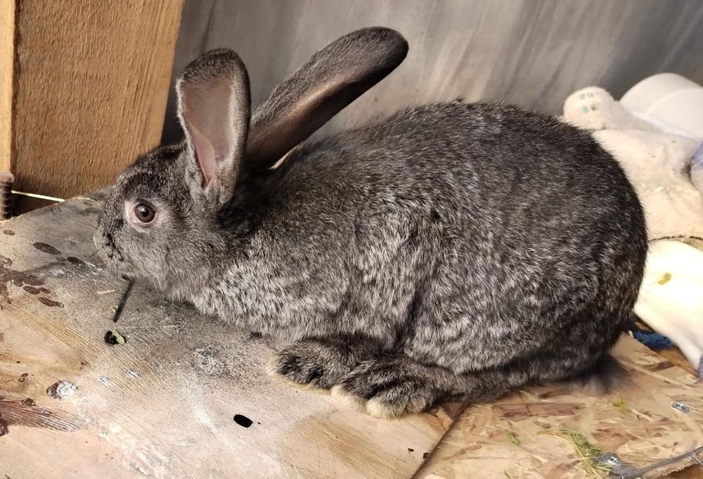 Кролики разной породы