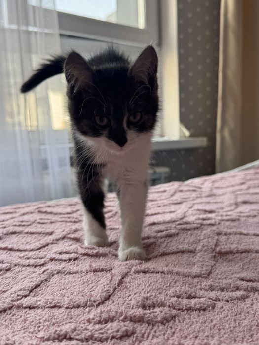 Кошка 5 месяцев девочка