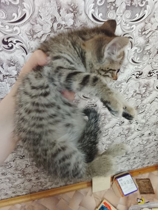 Отдам котенка мальчик 2 месяца