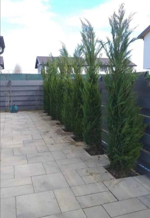 Leylandy cupressocyparis 
Livrare în toată țara