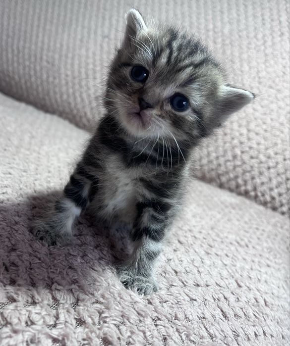 Продам Котят Британцы