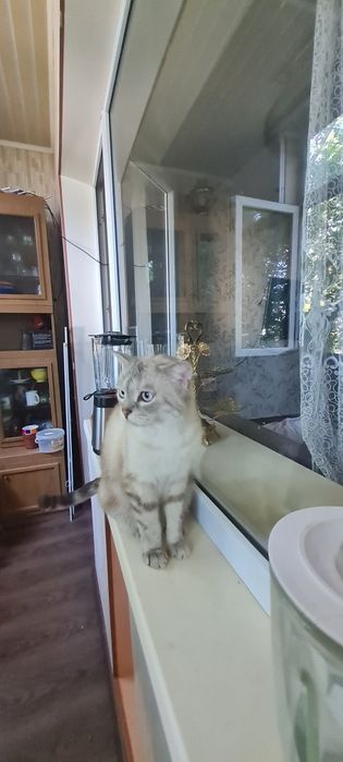 Отдадим красивого кота