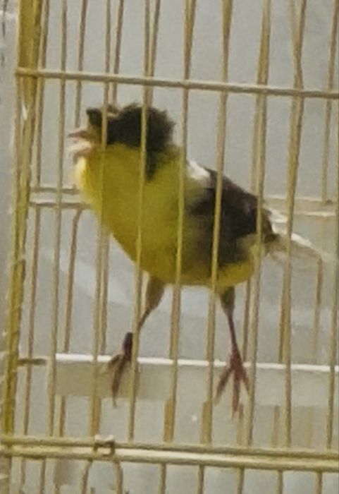 Canari Timbrado mascul