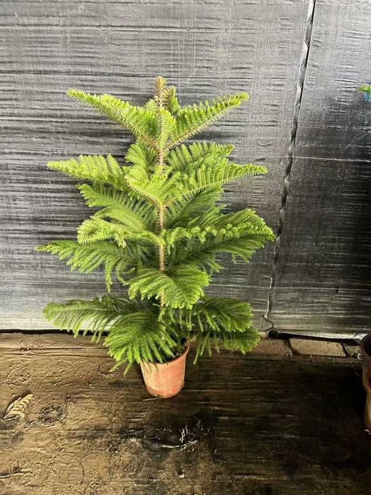 Гуллар сотилади, оптом нархларда.