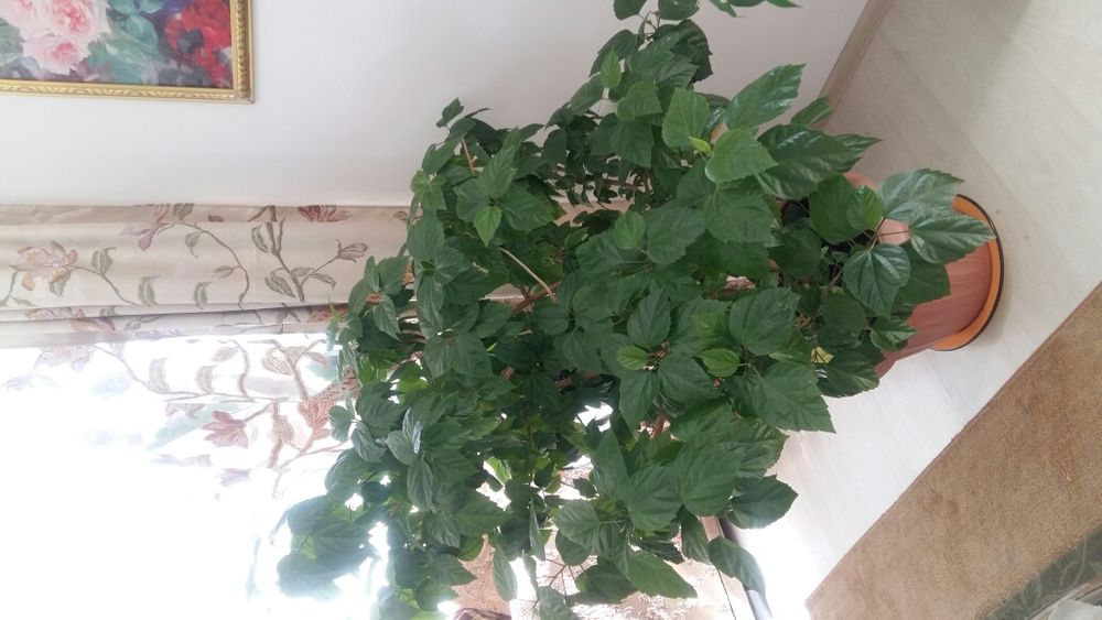 Продам комнатные цветы