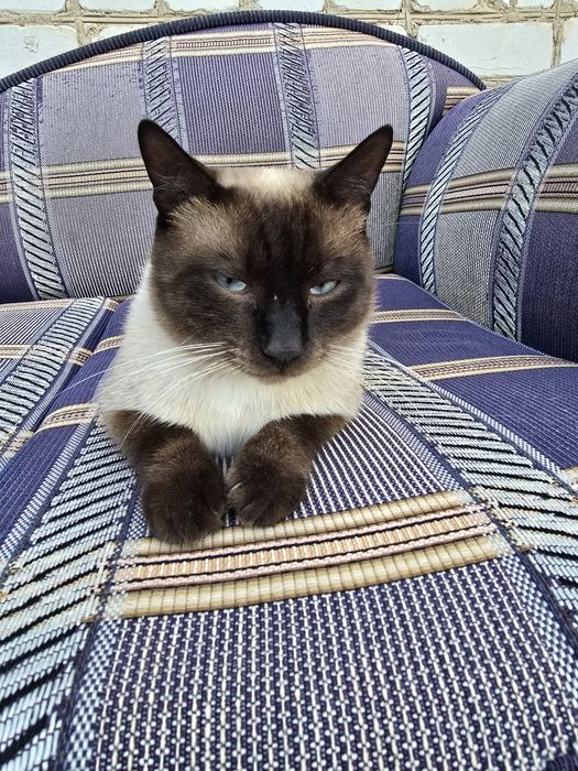Отдам кота в добрые руки