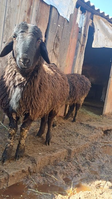 Қошқар  сатылады