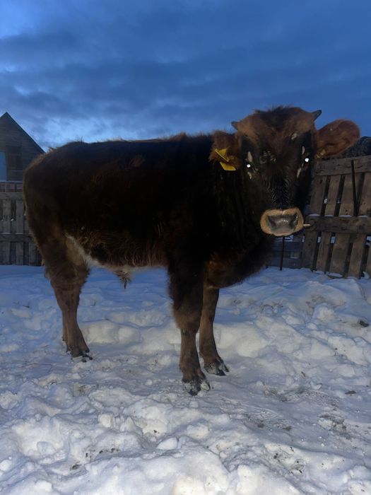 Бұқалар Сатылады