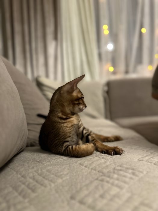 Котенок Бенгал/Абиссин