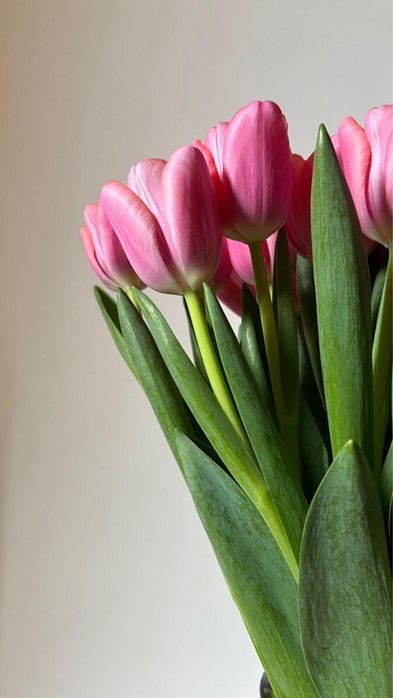 Тюльпаны крупные