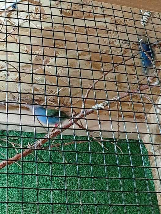 Forbes finch pereche 2025