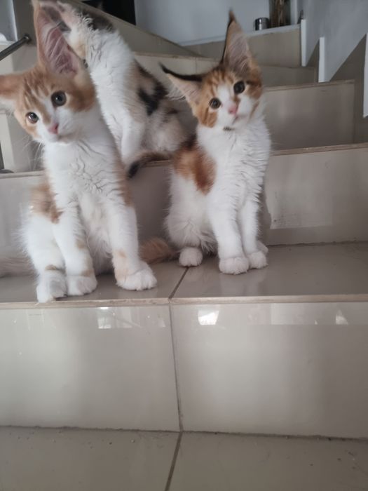 Pui rasa Main coon