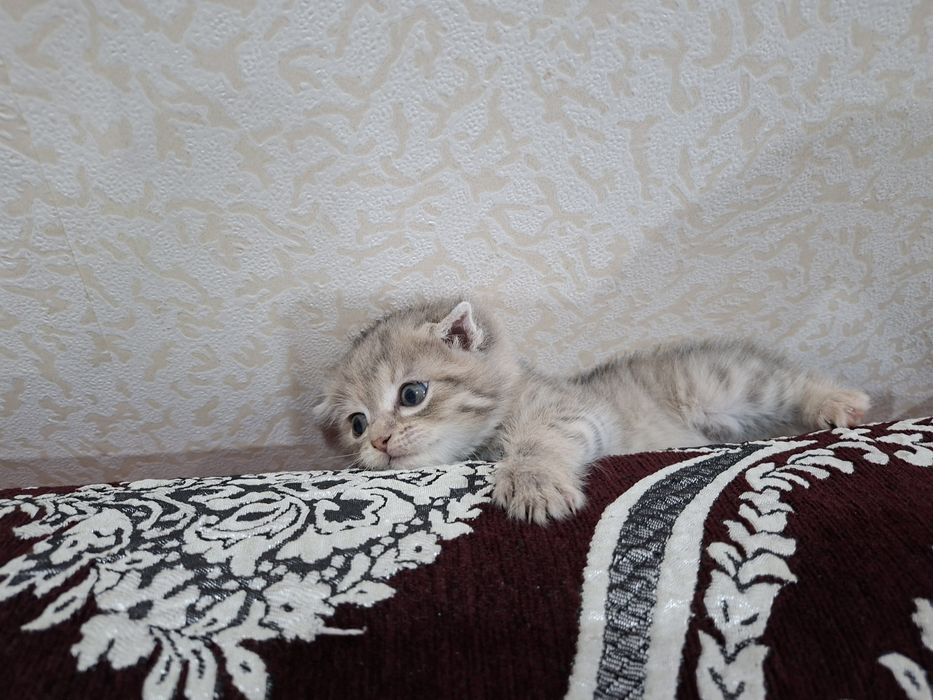 Продам Продам Продам