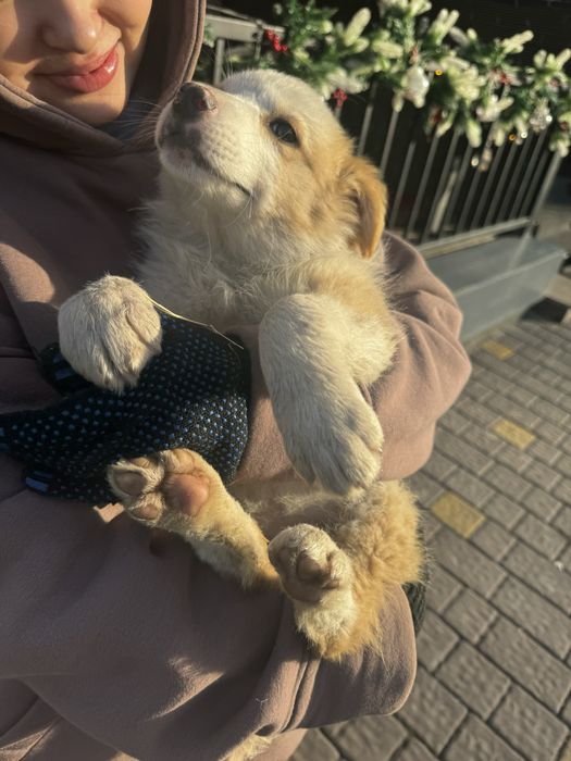 Отдаем щенков в хорошие руки