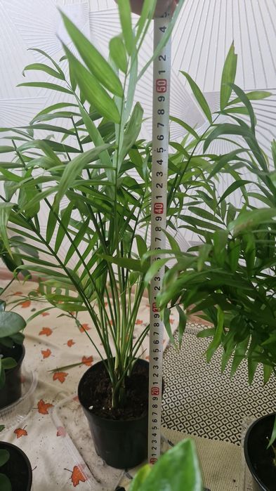 Ұй нұлдері арзан