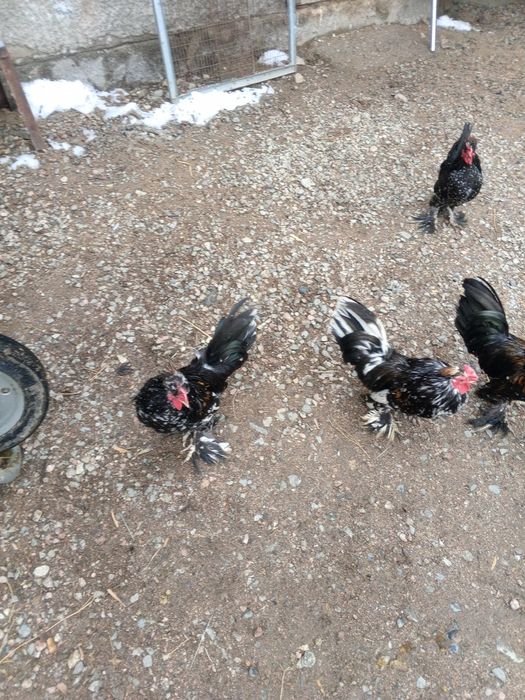 Продам карликовых петушков