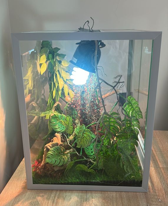 Террариум с хамелеоном