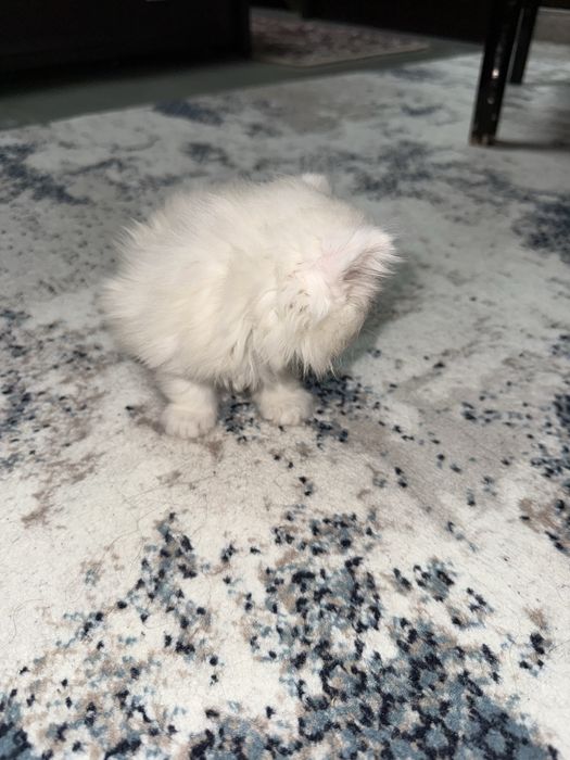 Shotlandskiy mushukchalar