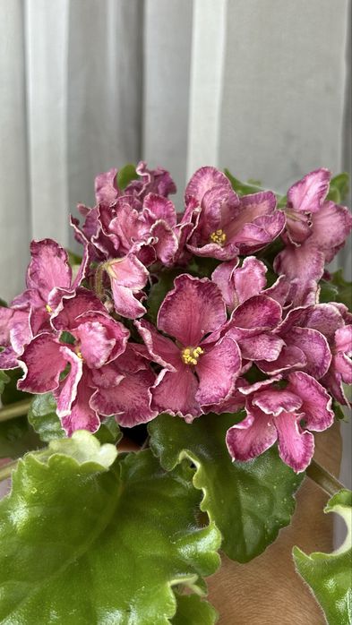 Фиалки сортовые. Детки