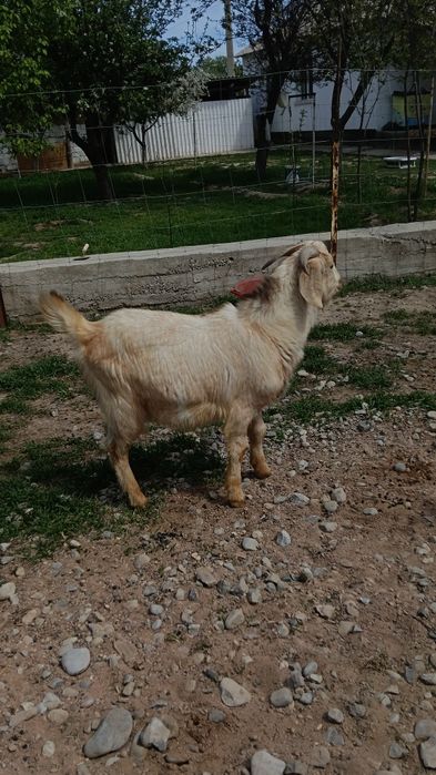 Козы Байтал асыл тукым