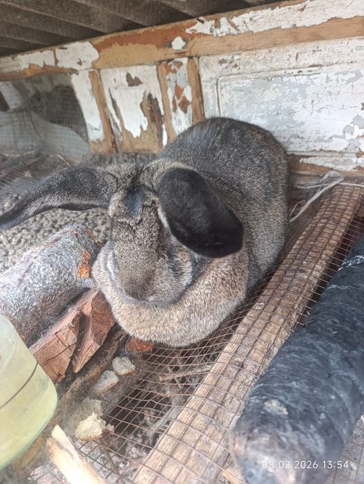 Продам кролика на мясо