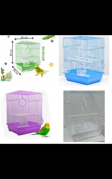 Валнисты  попугай