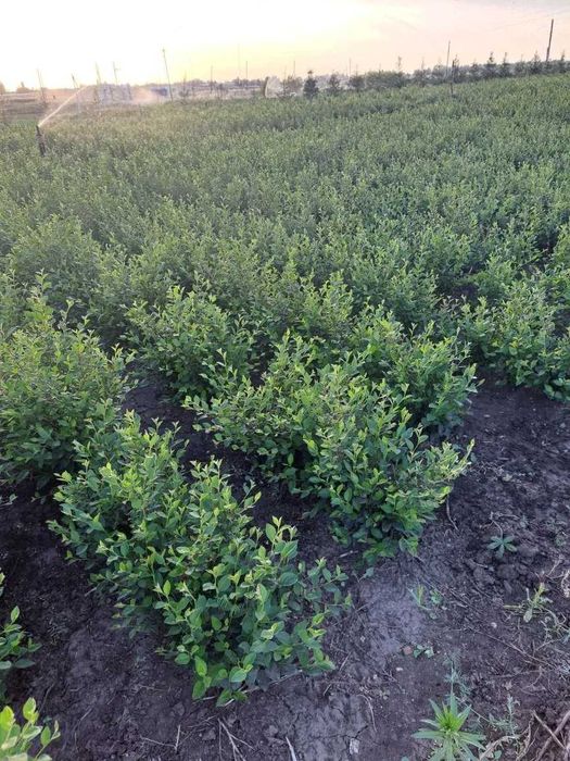 Кизильник блестящий окс