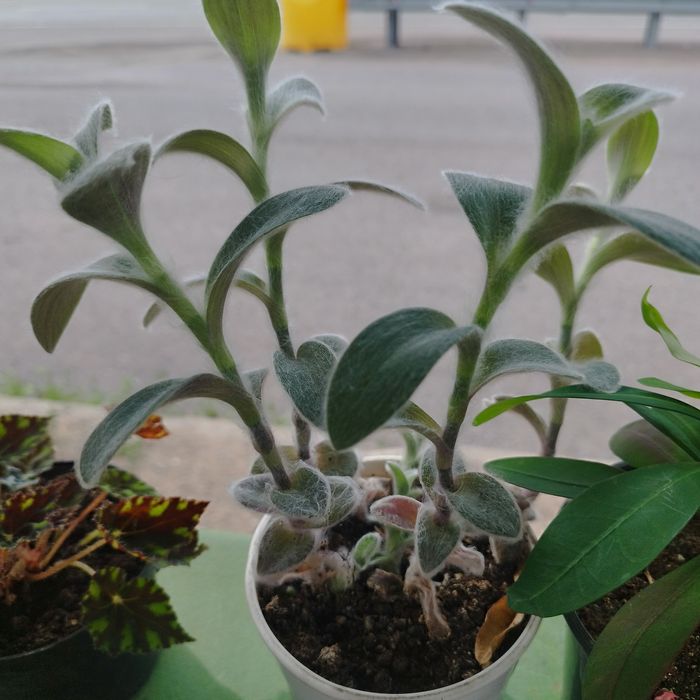 Продам комнатные цветы.