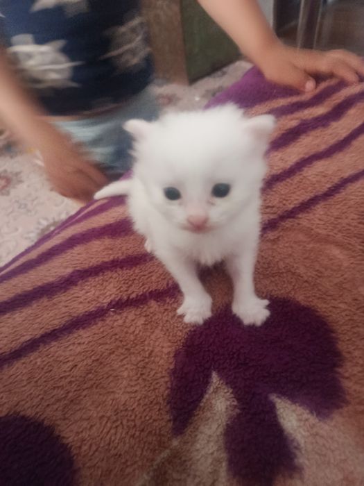 Котенок породистый