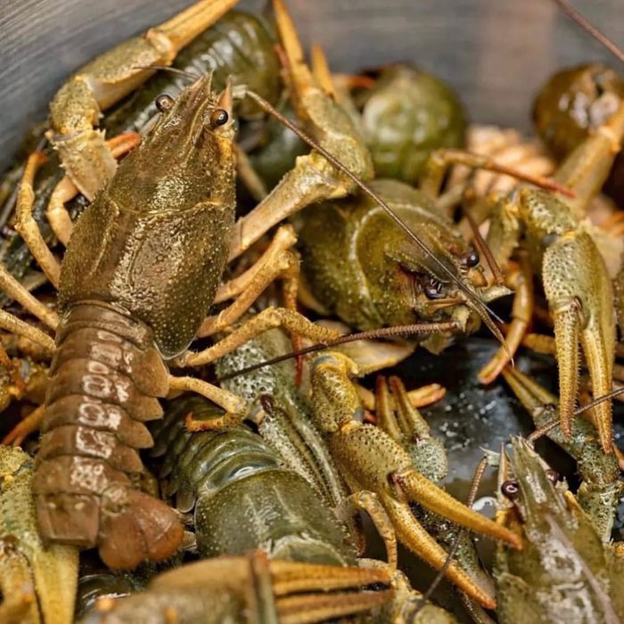 Раки и морепродукты г.Алматы