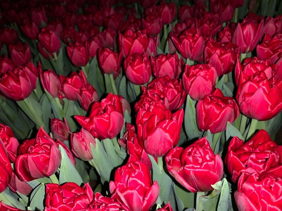 Продам тюльпаны, предзаказ на 8 марта