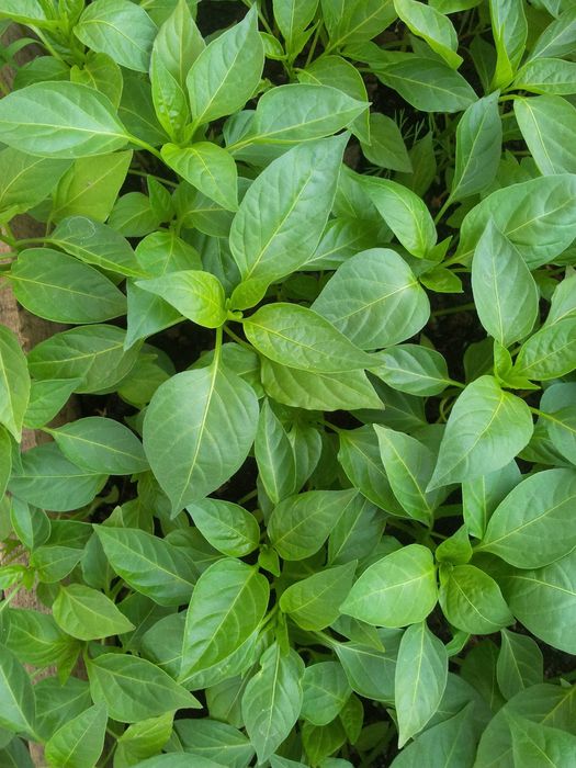 Рассада, Помидоры, Перцы, Баклажаны