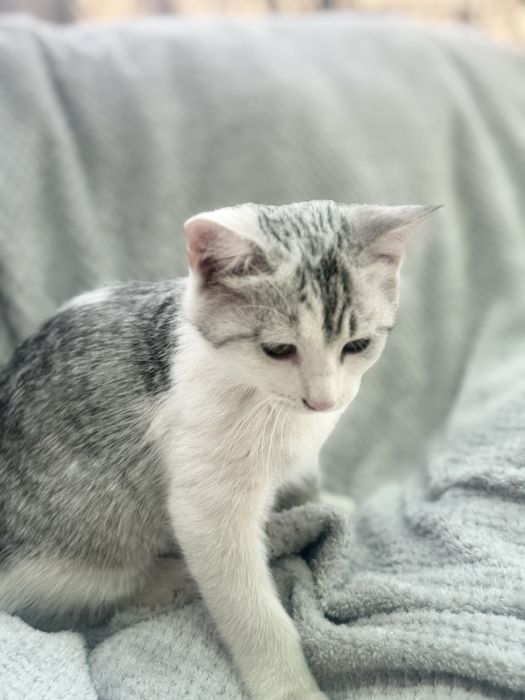 Mushuk sotiladi skotish strayd (metis)