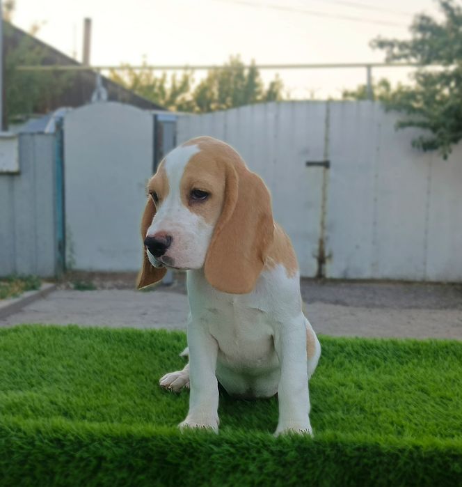 Щенок бигля. Девочка