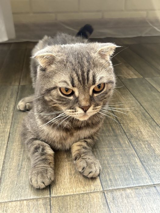 Шотландская кошка