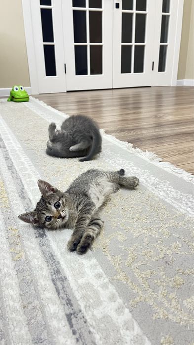 Котята в добрые руки