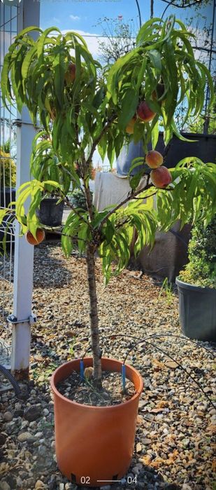 Pomi fructiferi pitici calitate garantata