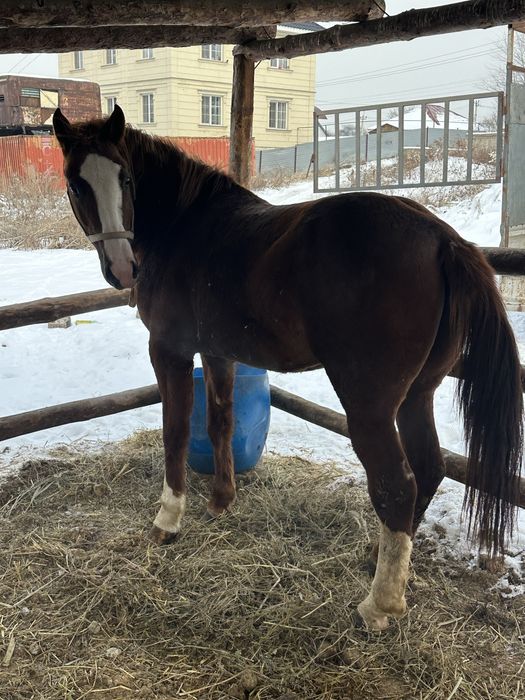 Айгыр жеребчик лошадь донен
