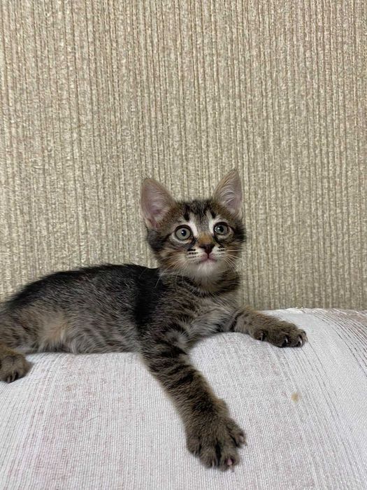 Отдам Котенка в добрые руки