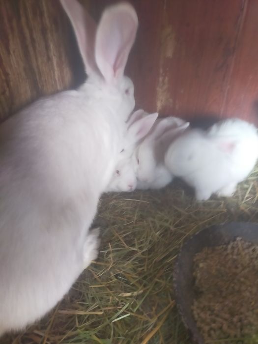 Продаются крольчата Фландер.