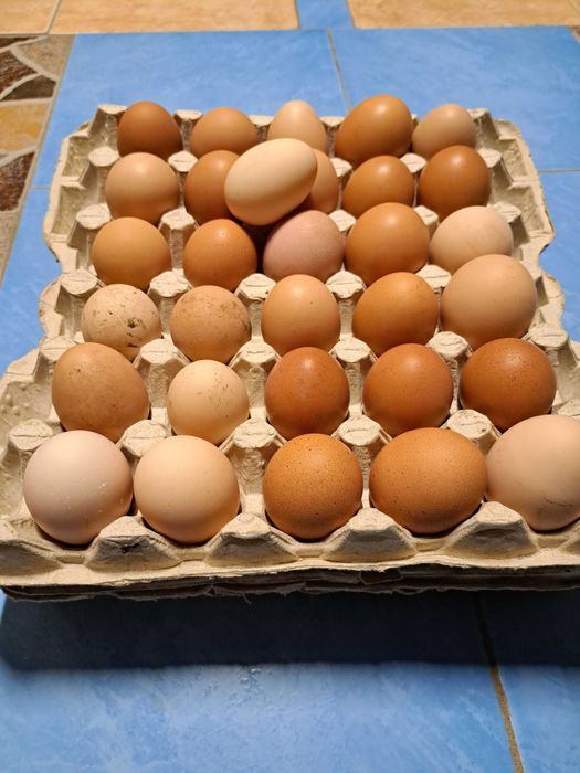 Vând ouă de la găini crescute in curte