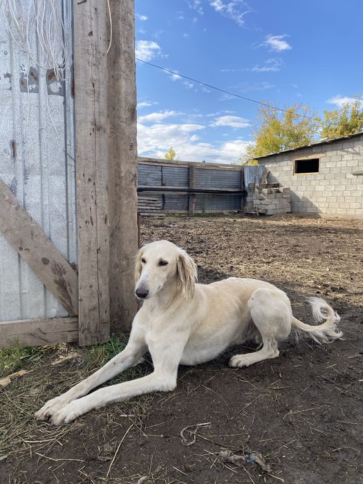 Тазы күшіктері сатылады