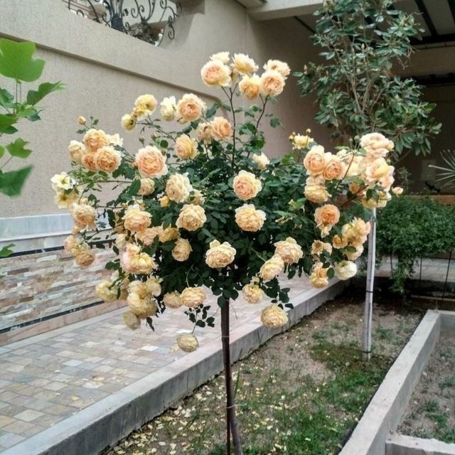 Shtampviy roʻza shoxona atirgul